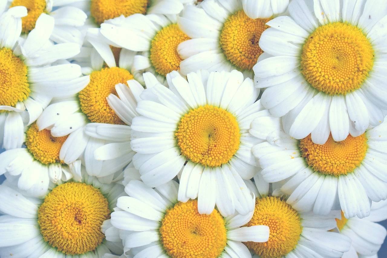 daisy  chamomile  flowers free photo