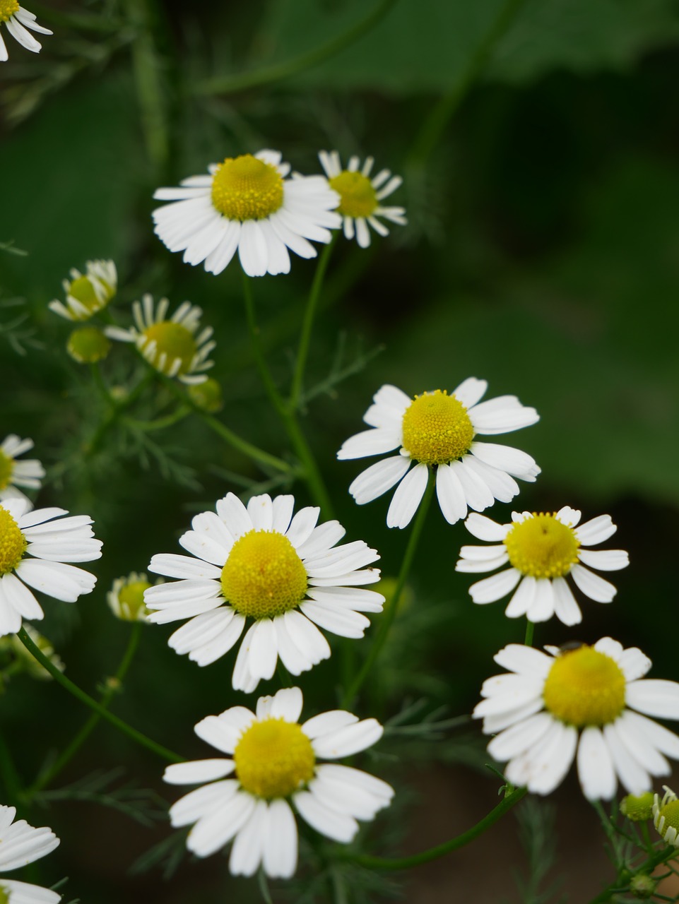 daisy  flower  plant free photo