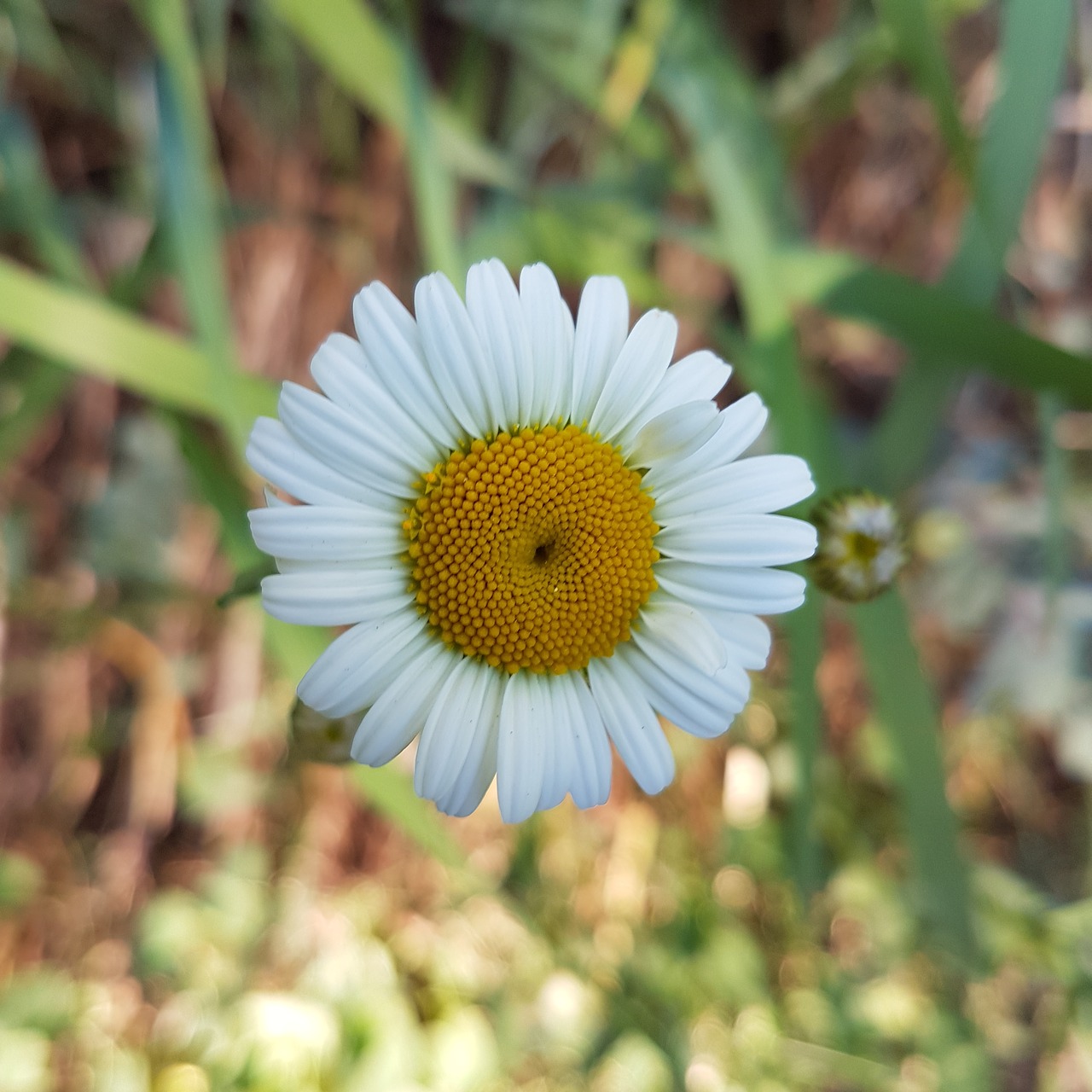 daisy  grass  flower free photo