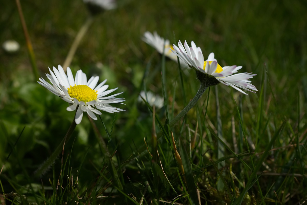 daisy  meadow  summer free photo