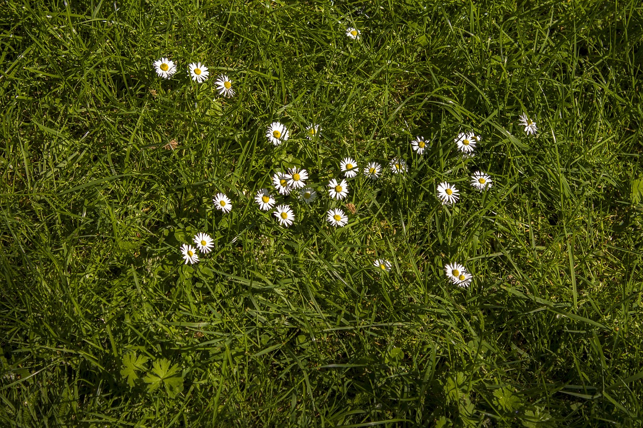 daisy meadow rush free photo