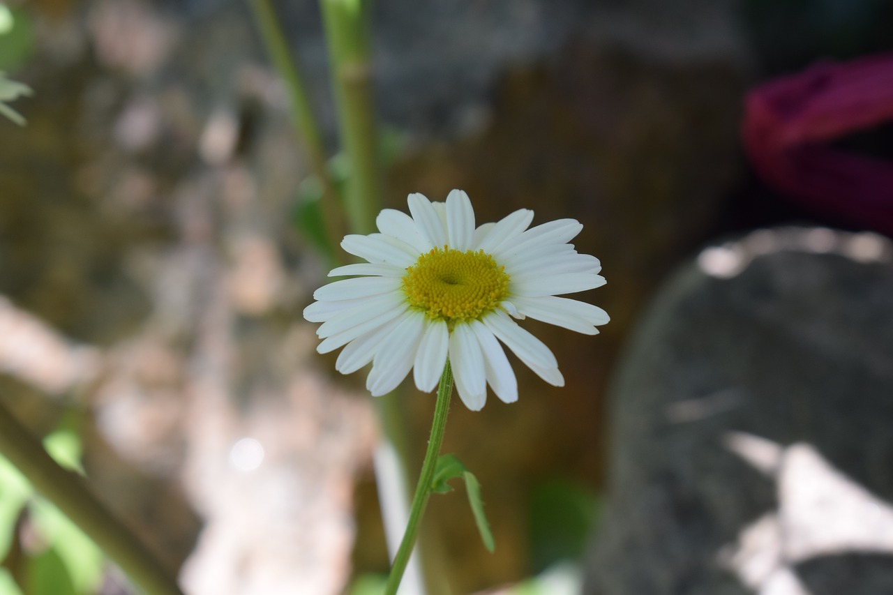 daisy  flower  midsummer free photo