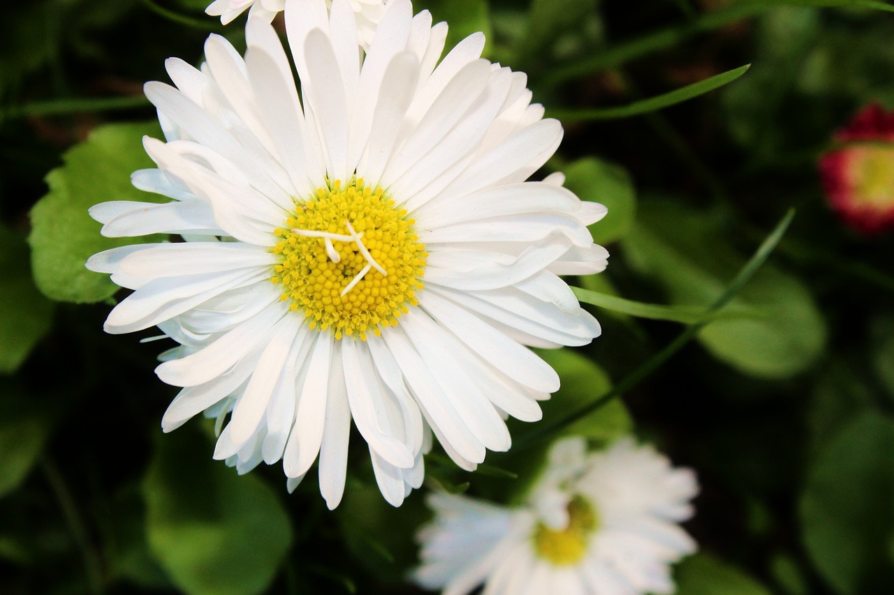 daisy  flower  polyana free photo