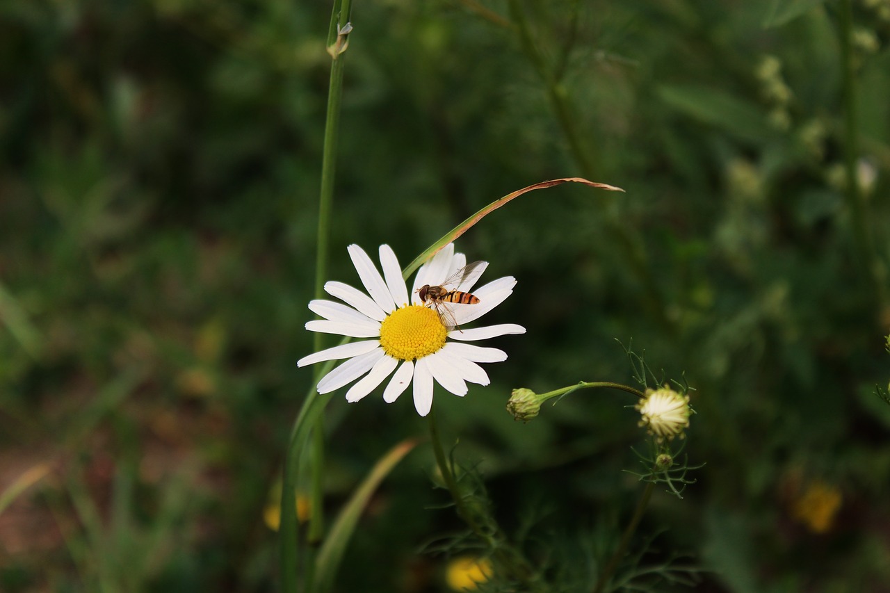 daisy  the flower of the field  a flower of the field free photo