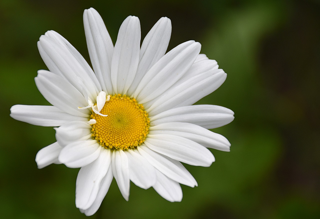 daisy  flower  nature free photo