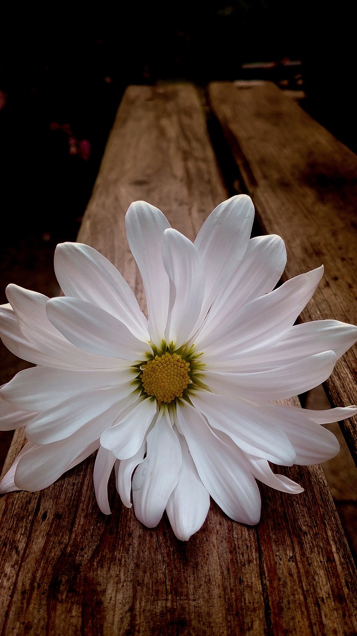 daisy  white daisy  flower free photo