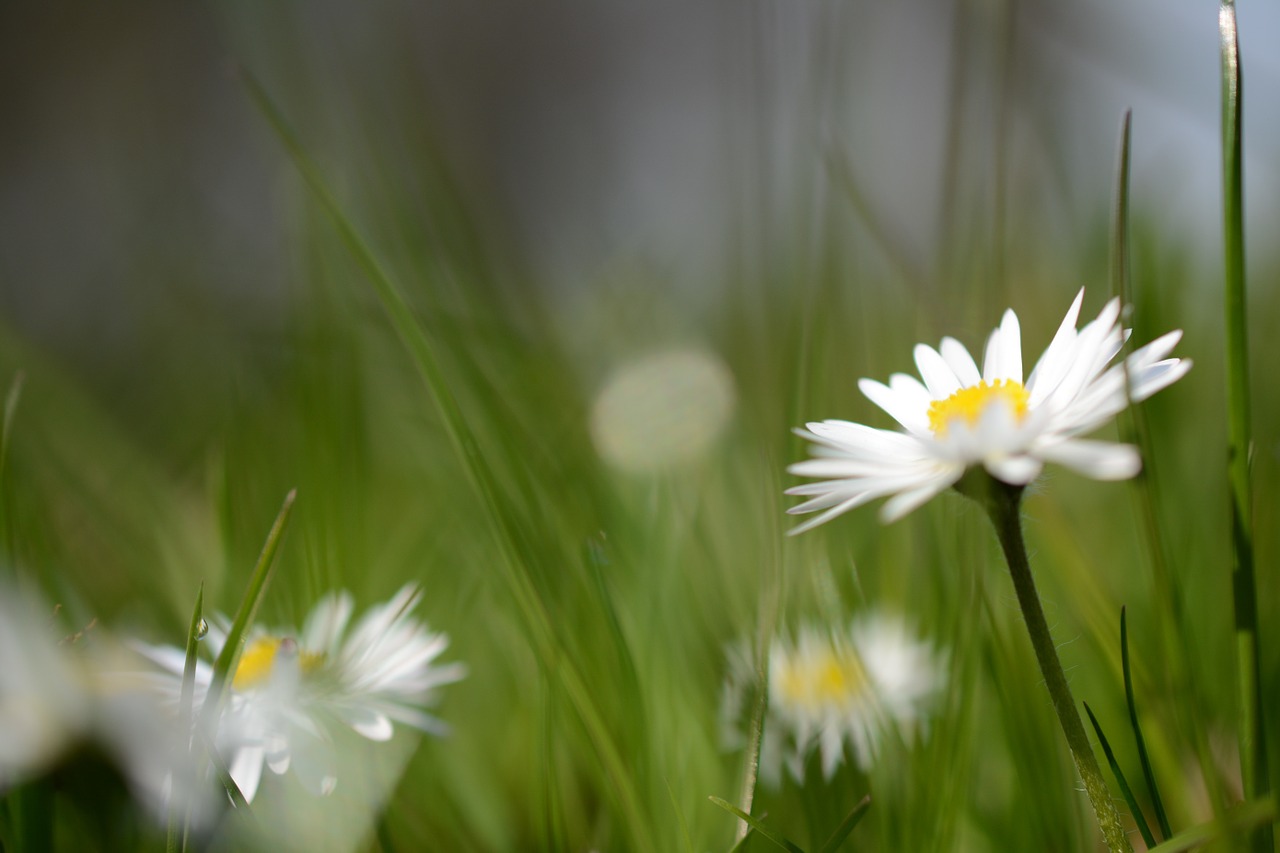 daisy flower nature free photo