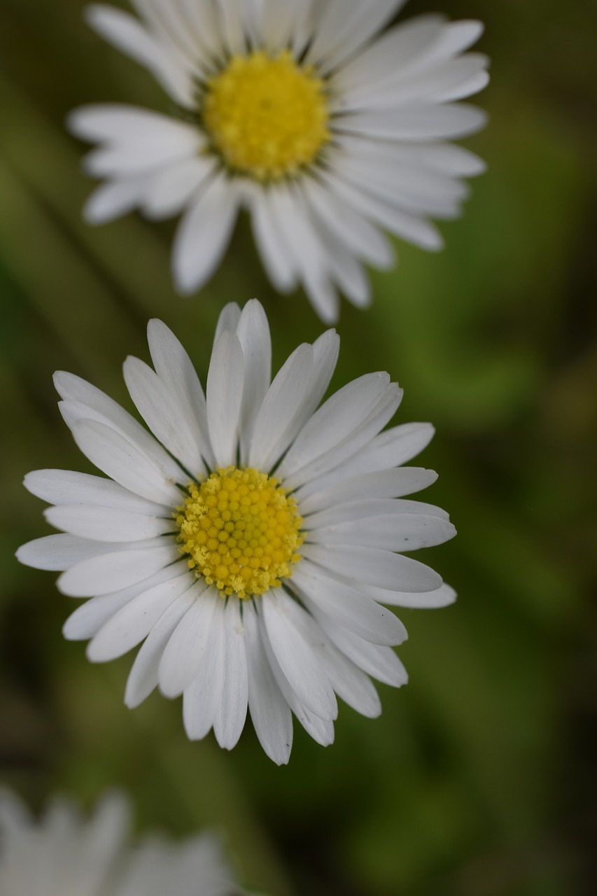 daisy  blossom  flowers free photo