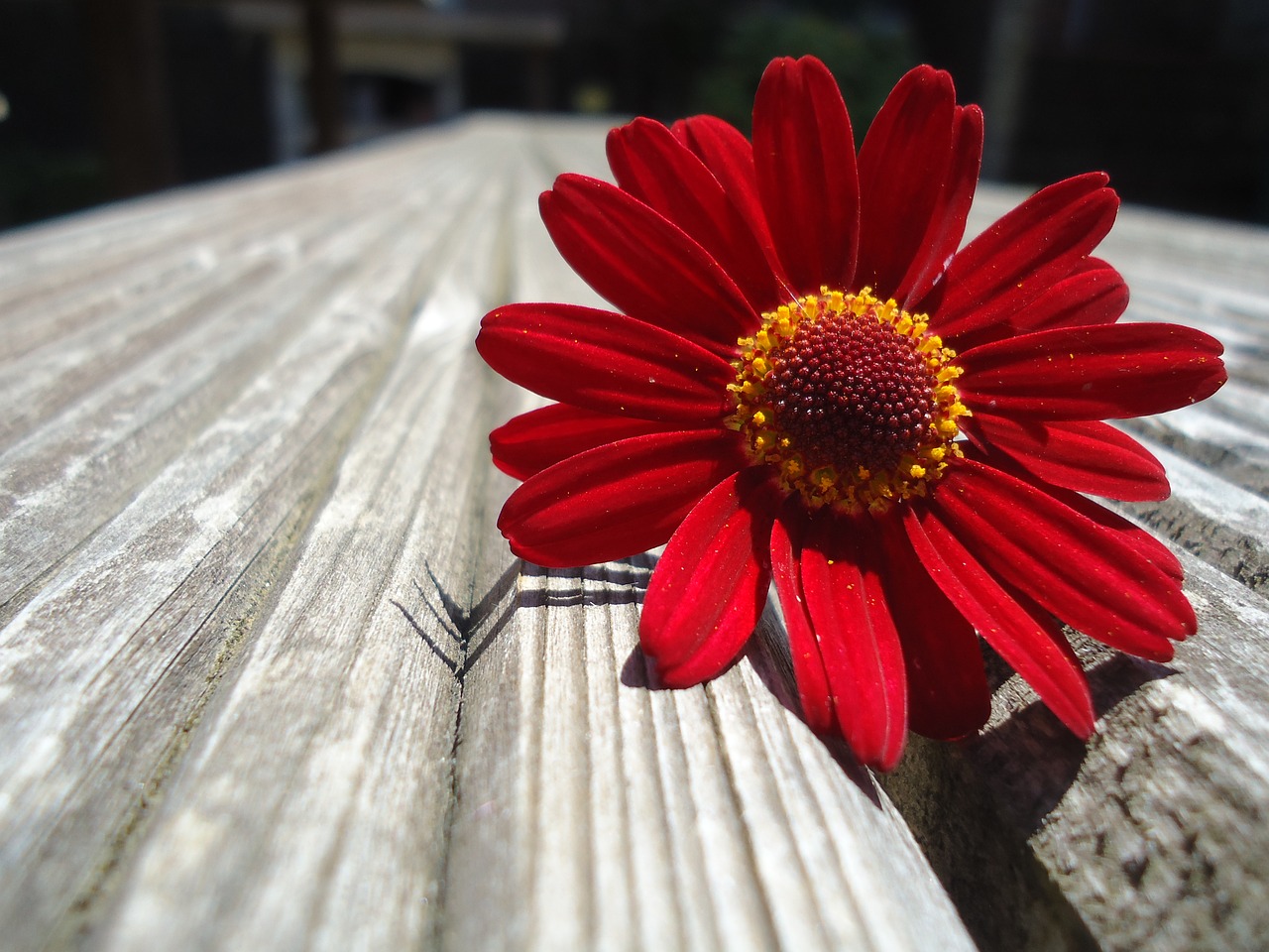 daisy  flower  blossom free photo