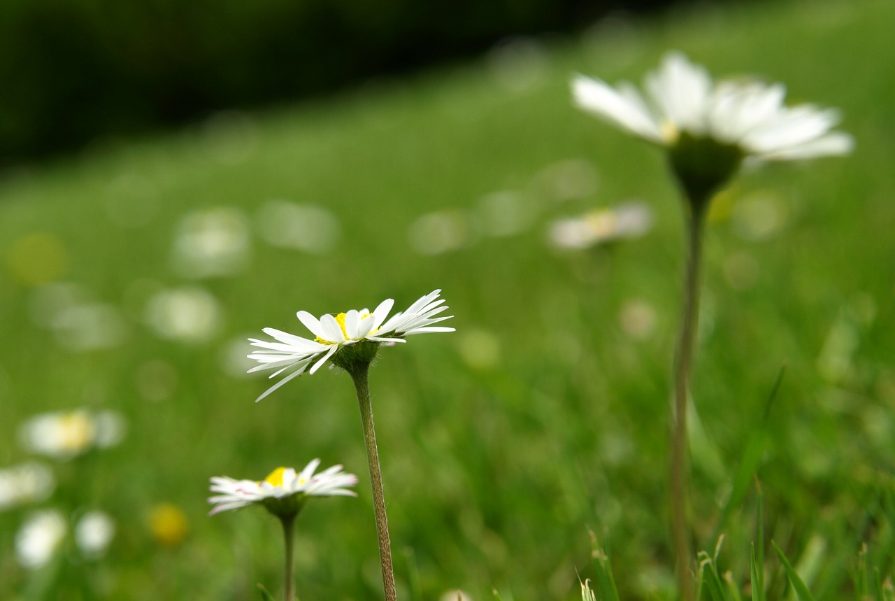 daisy flower blossom free photo