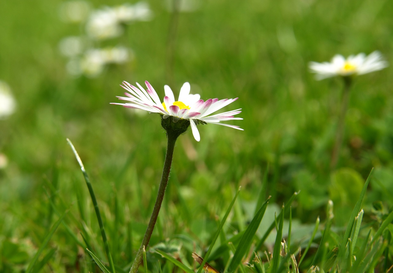 daisy blossom bloom free photo