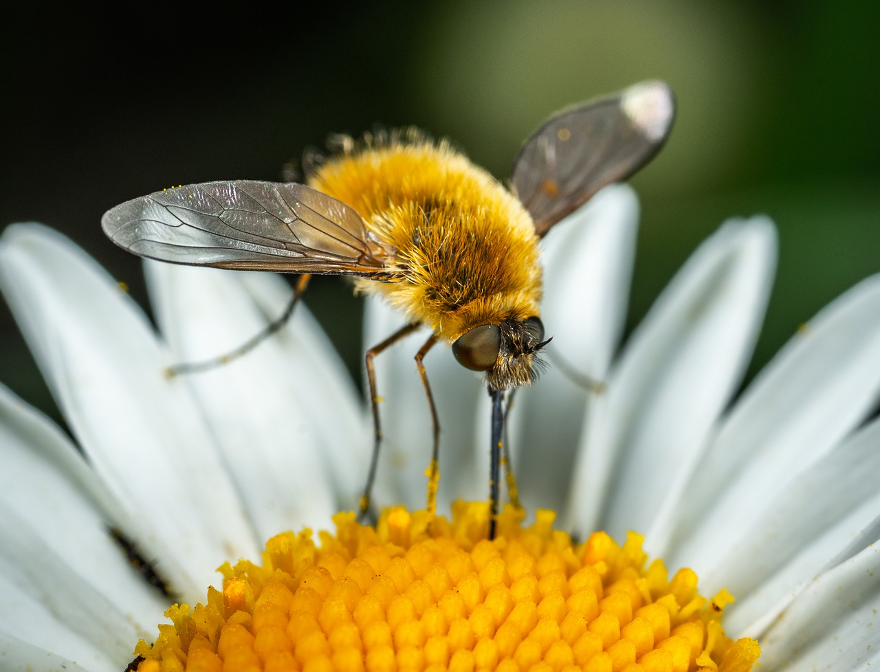 daisy  diptera  insect free photo