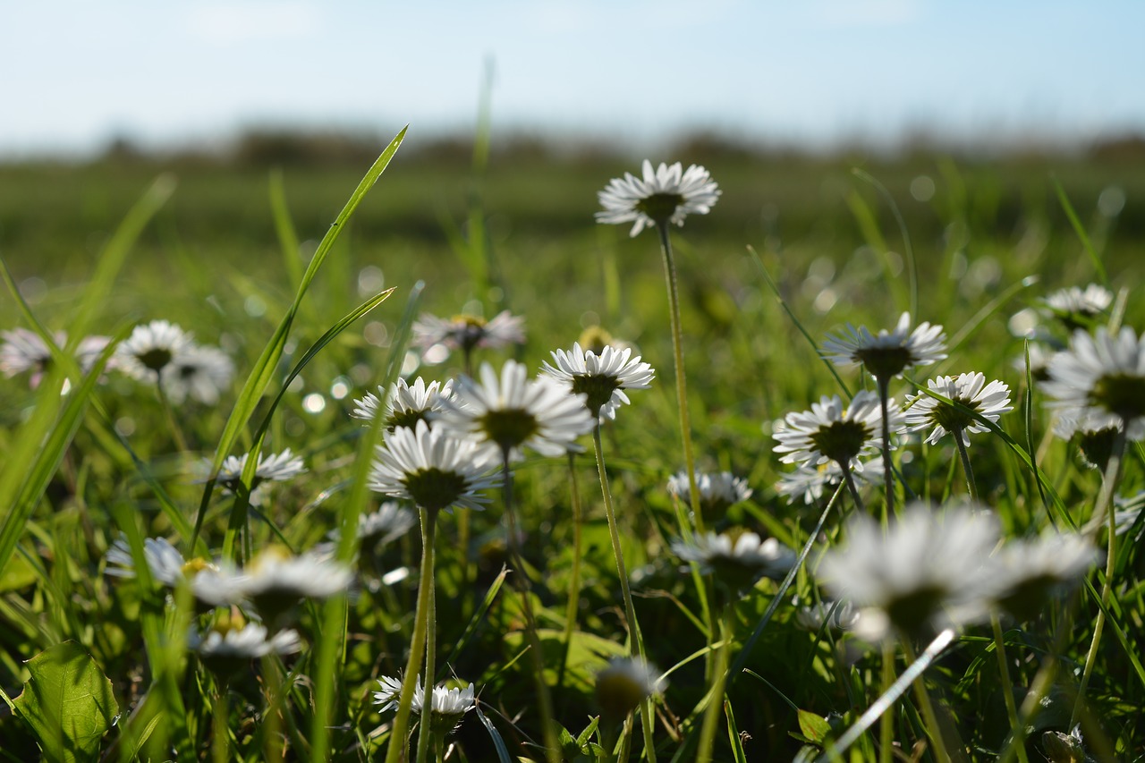 daisy  summer  bed free photo