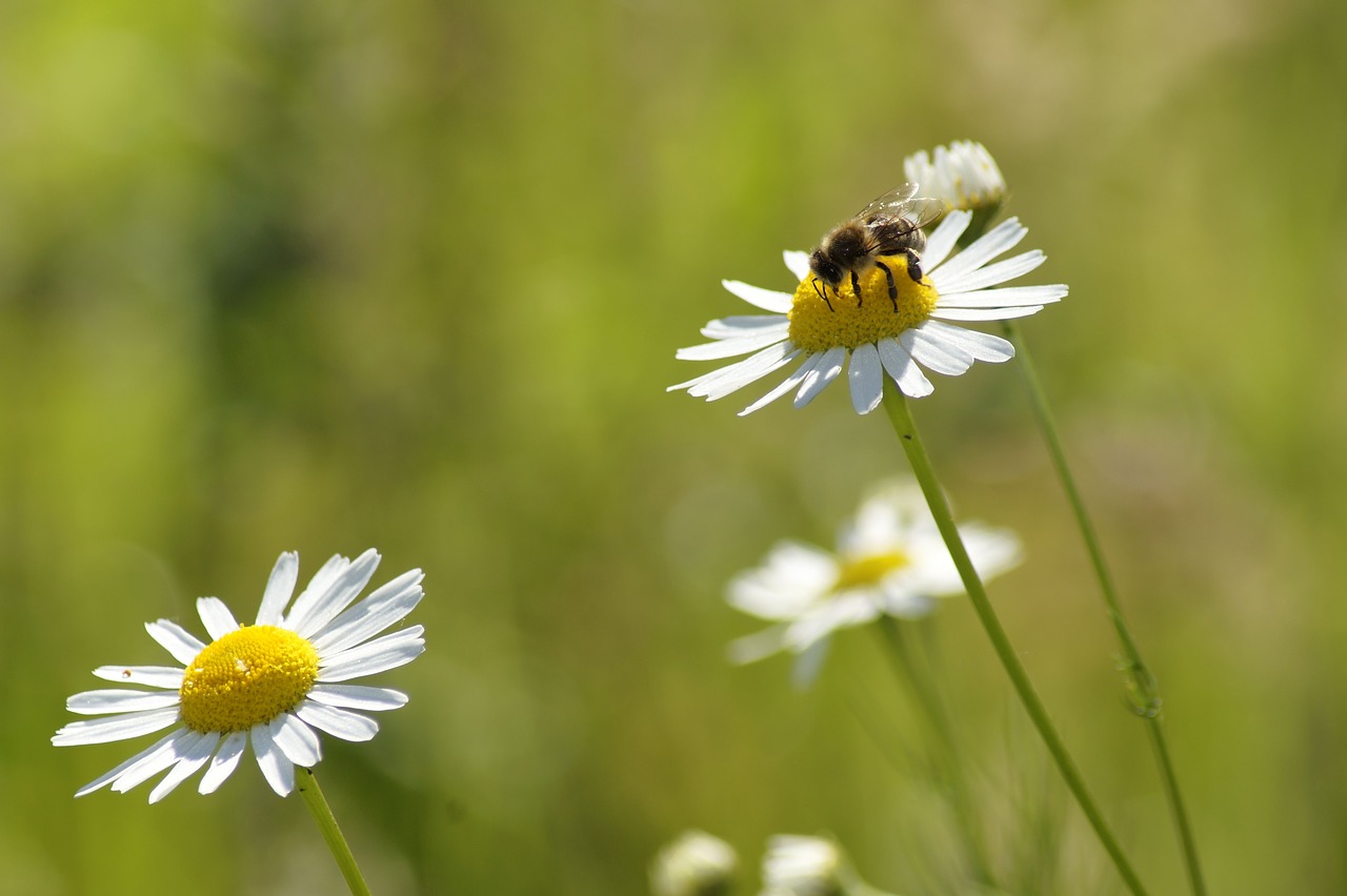 daisy  bee  flower free photo