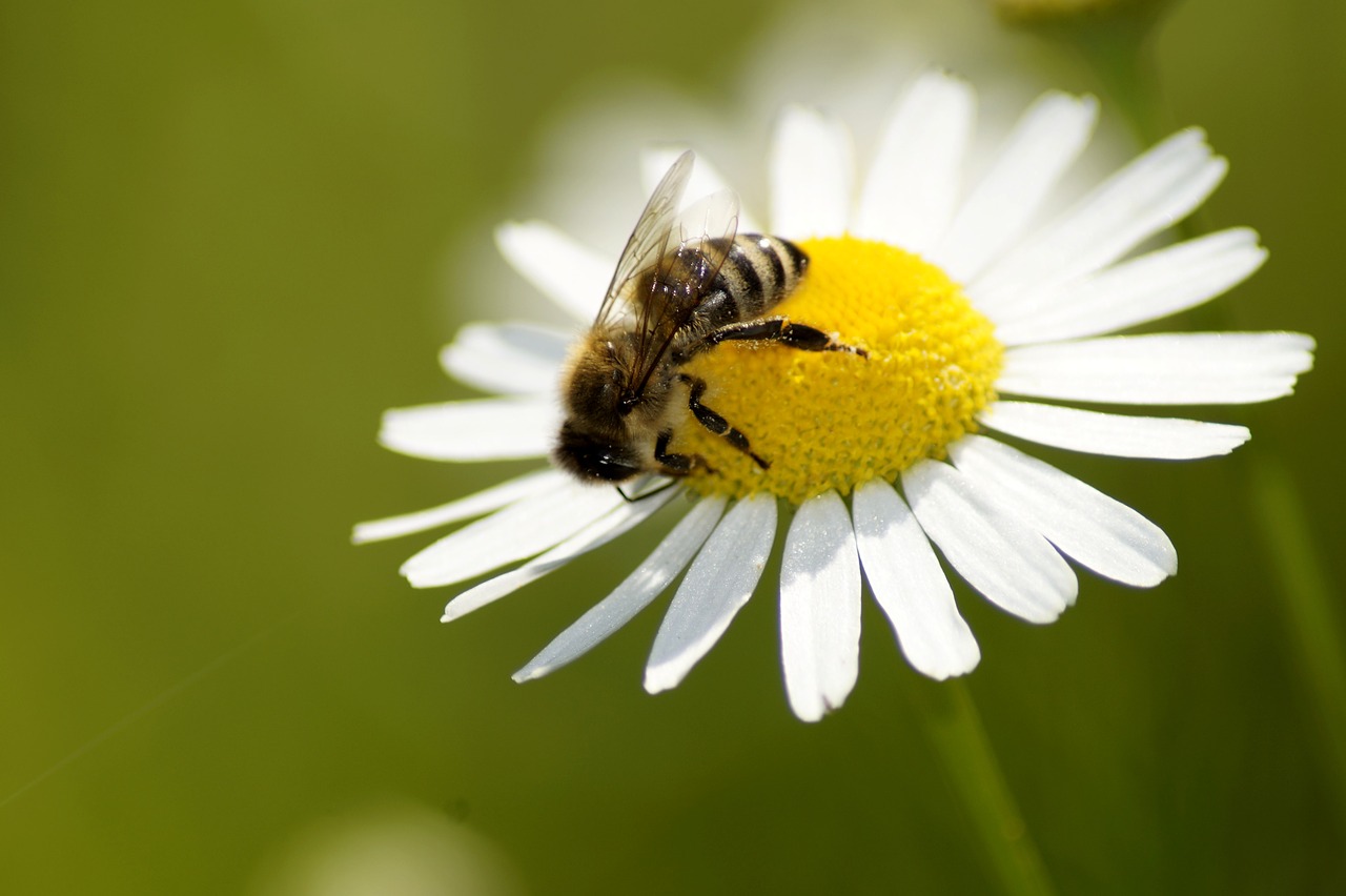 daisy  bee  flower free photo