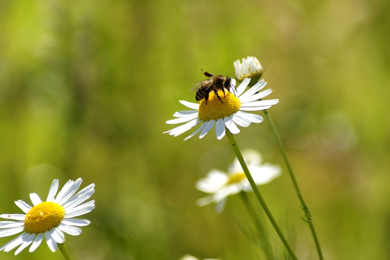 daisy  bee  flower free photo