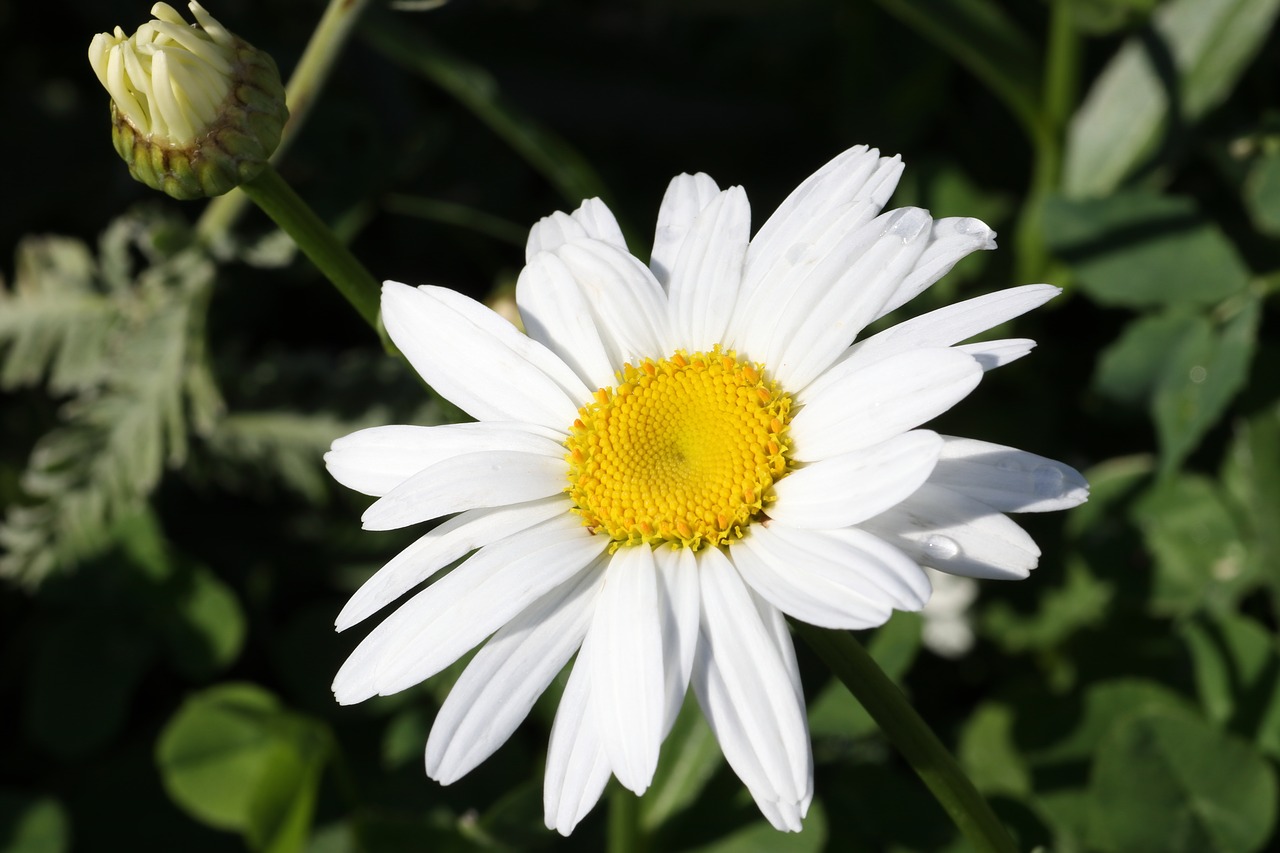 daisy  flower  garden free photo