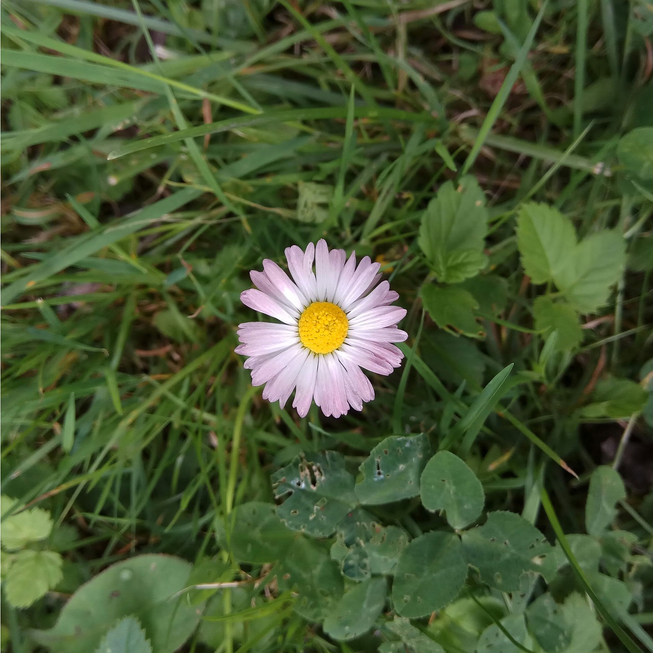 daisy  white  flower free photo