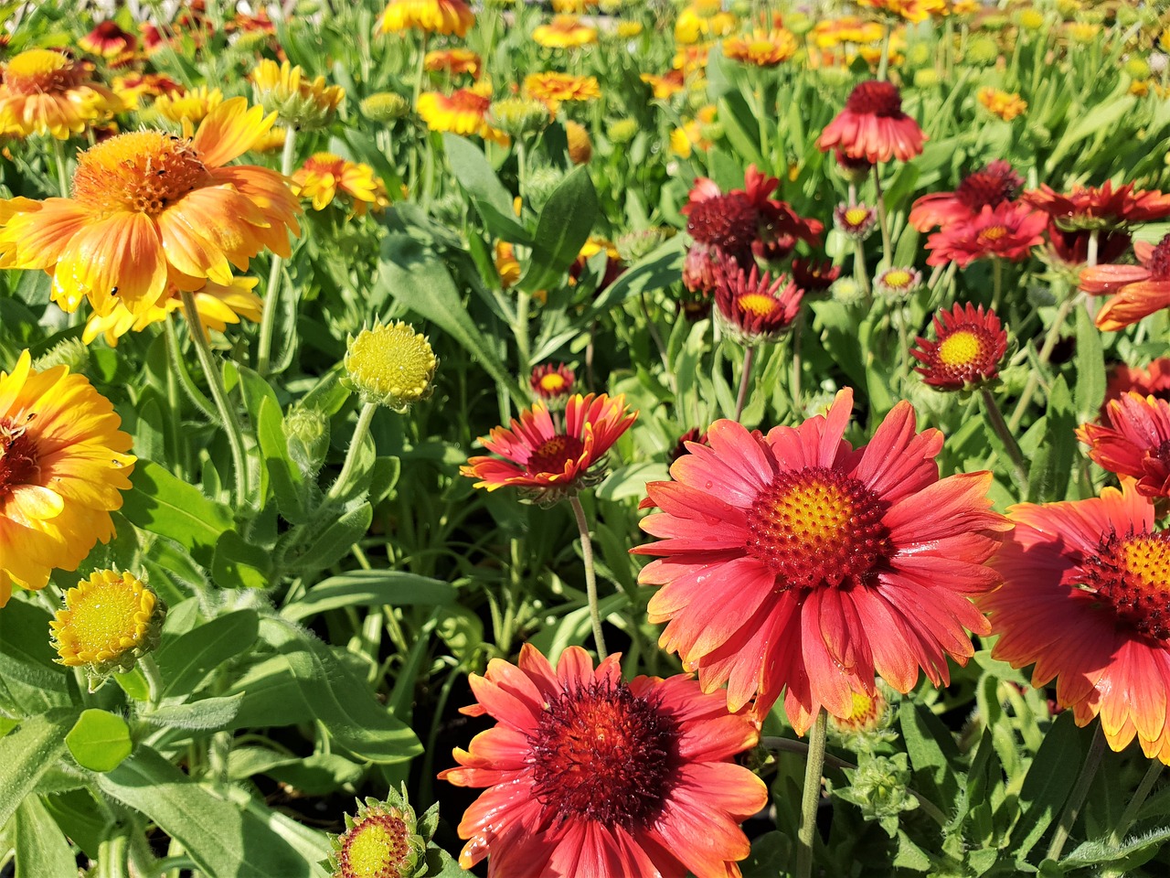 daisy  flower  bloom free photo