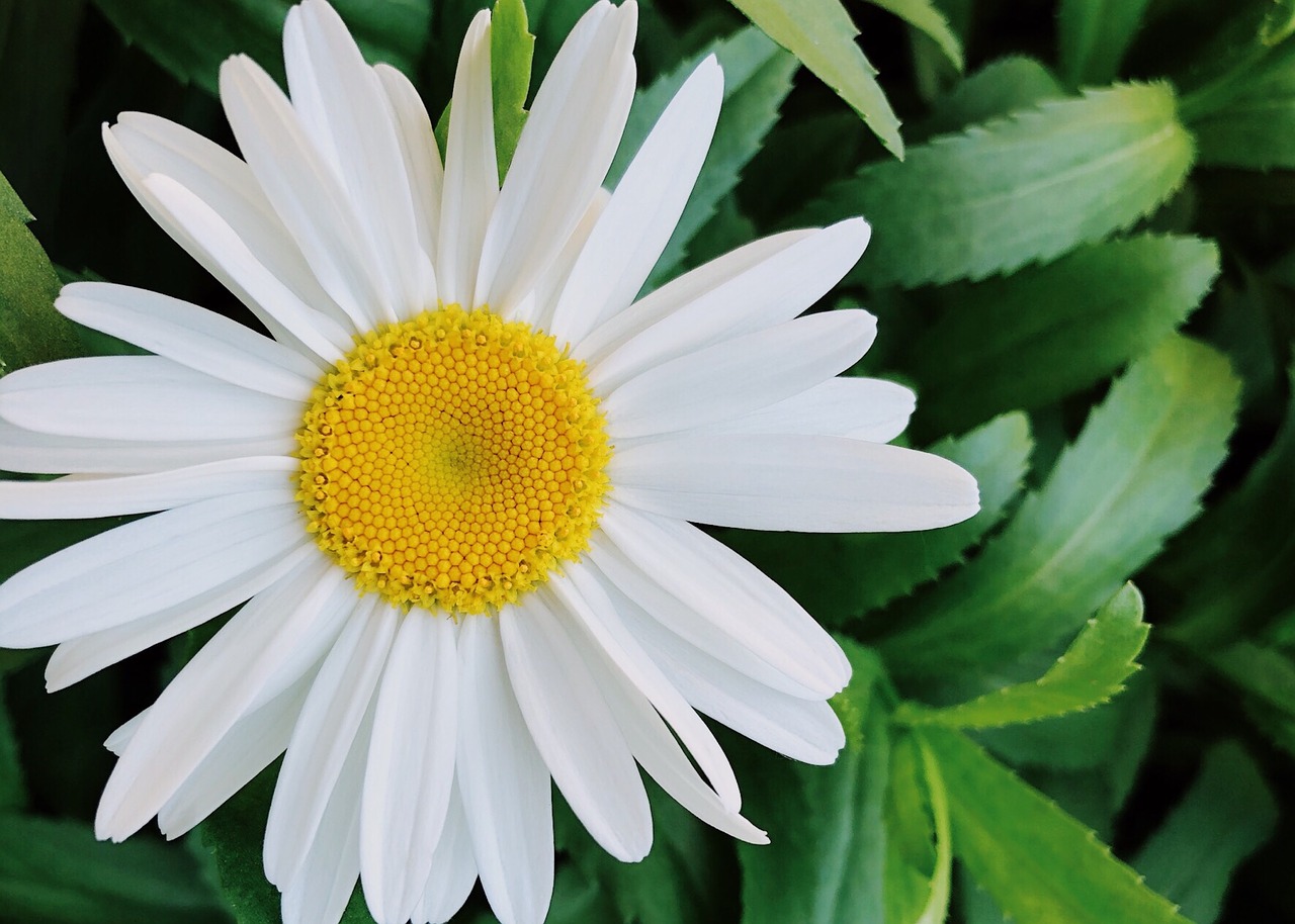 daisy  flower  summer free photo