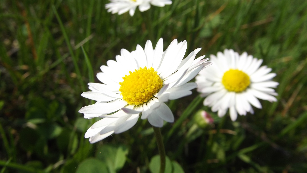 daisy  flowers  summer free photo