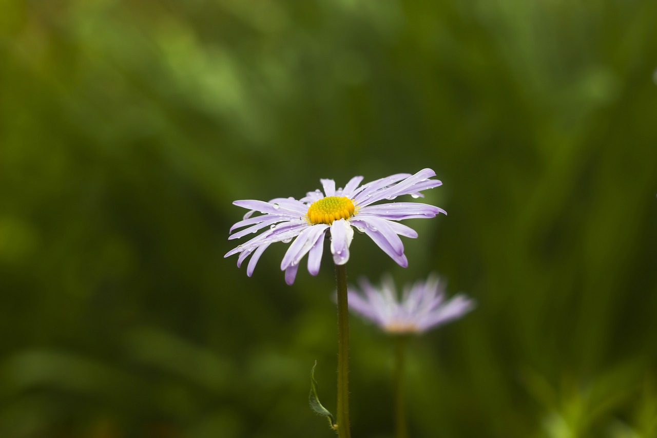 daisy  flower  nature free photo