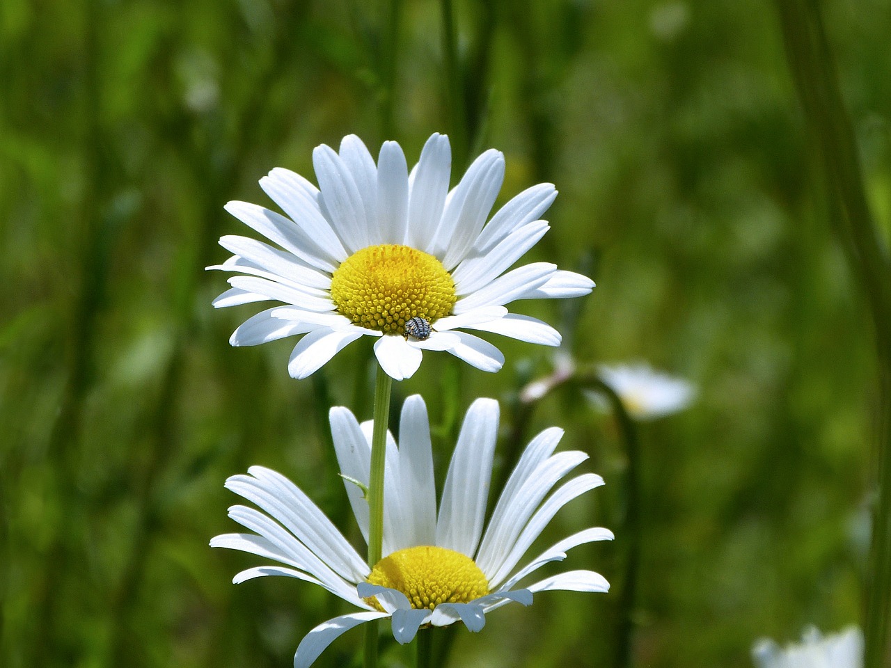 daisy flower spring free photo