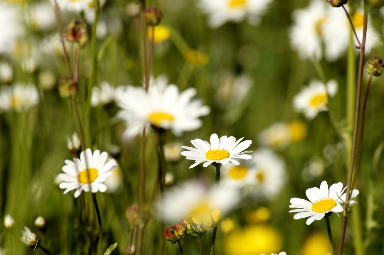 daisy  flower  daisy plant free photo