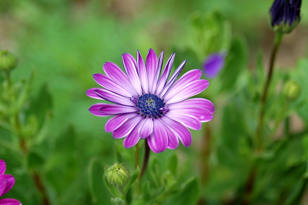 daisy  flower  garden free photo