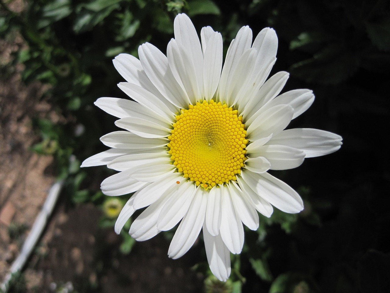 daisy  flower  plant free photo