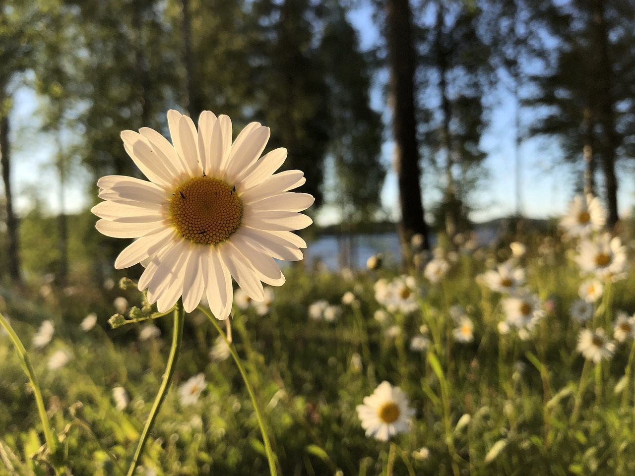 daisy  white  flower free photo