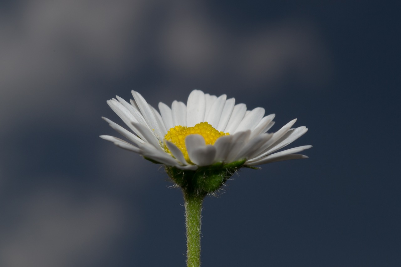 daisy  flower  nature free photo