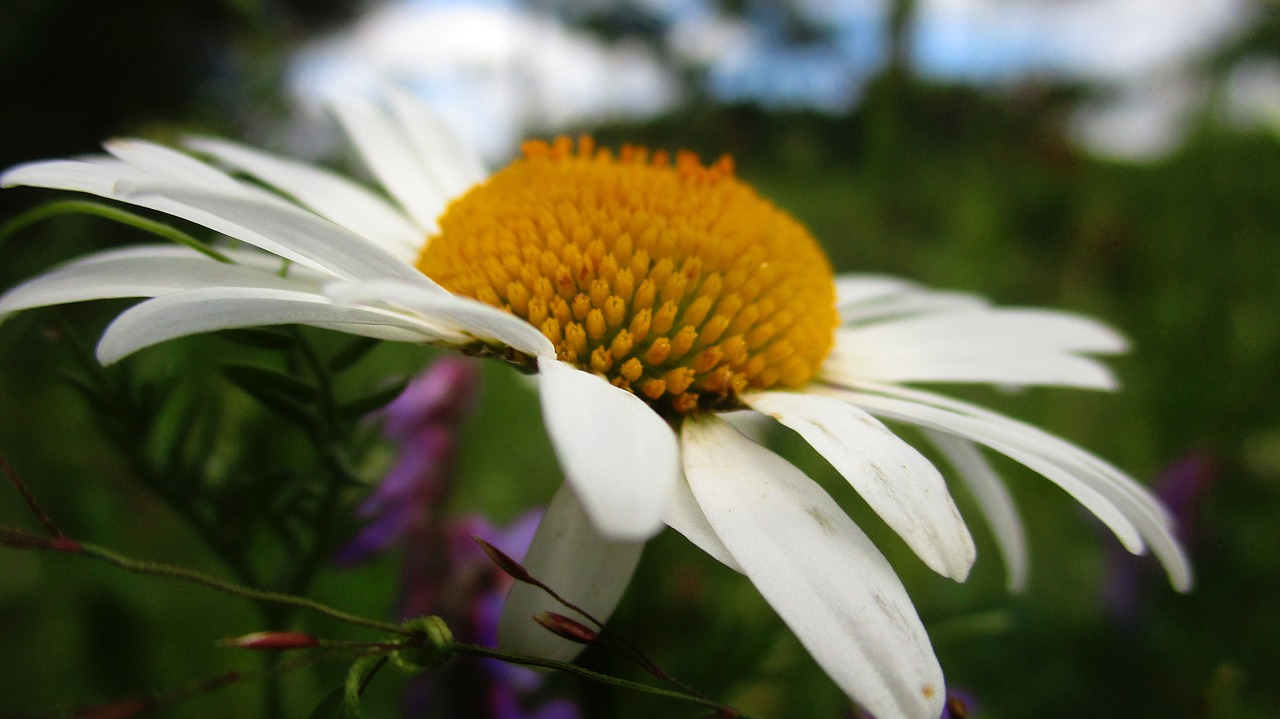 daisy  flower  field free photo