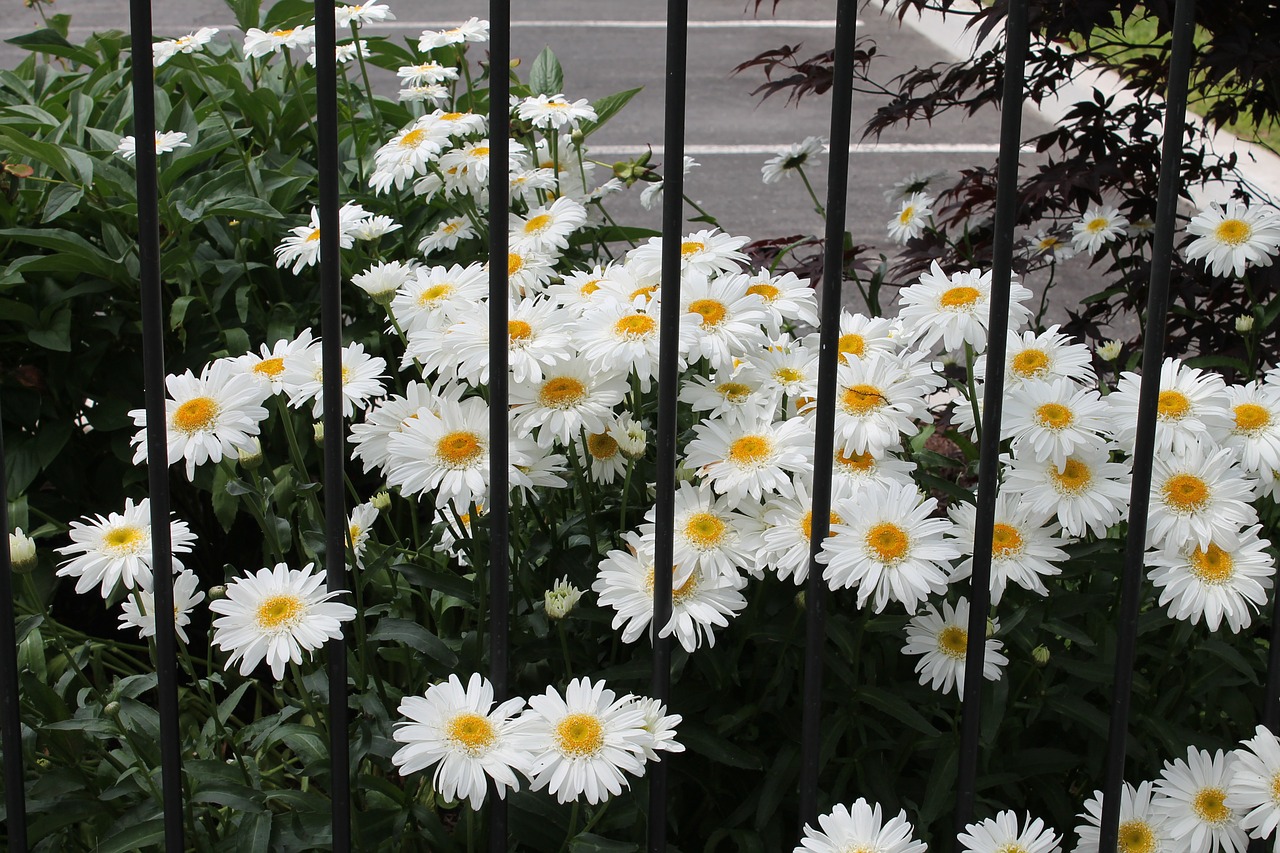 daisy flower white free photo