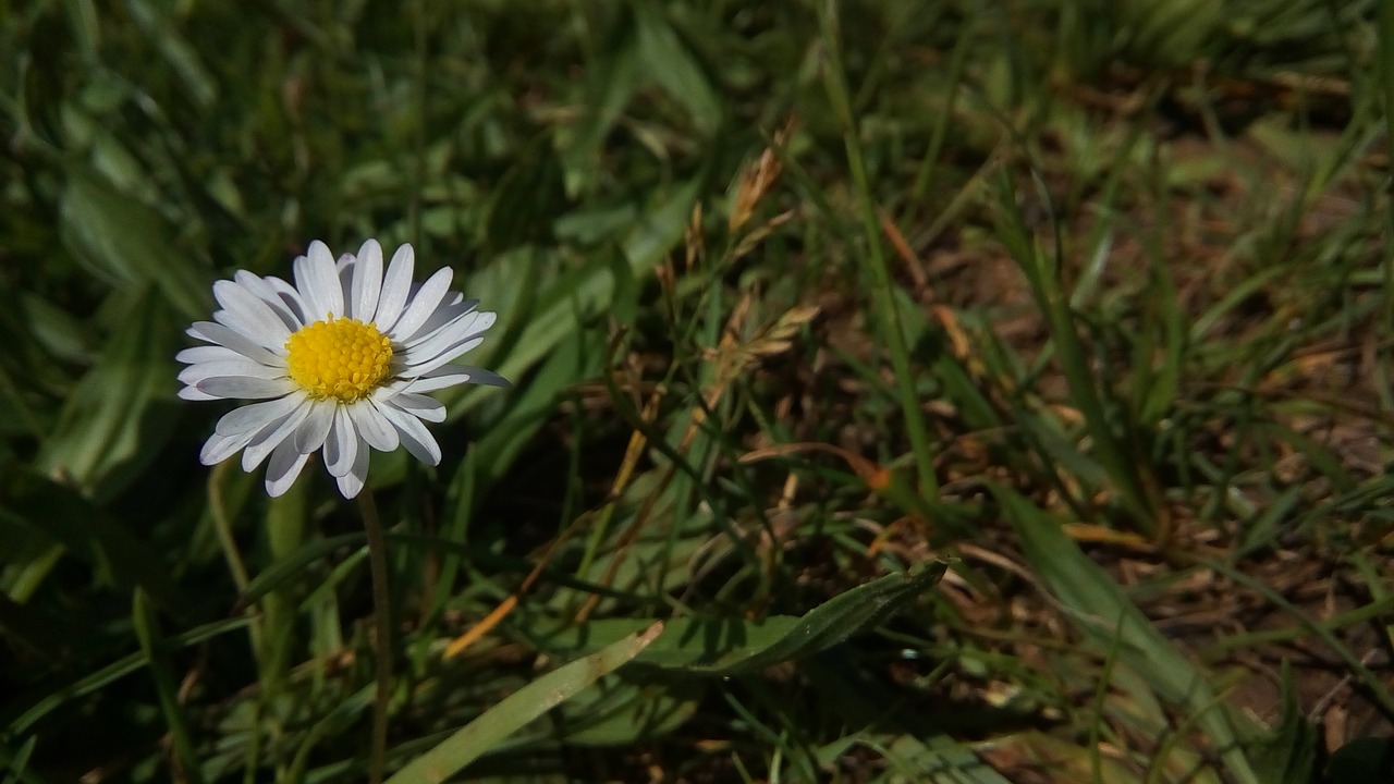 daisy  flower  nature free photo