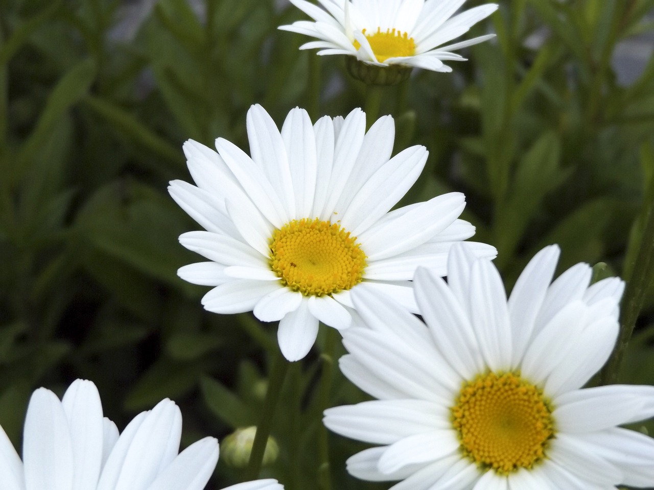 daisy  daisies  flowers free photo