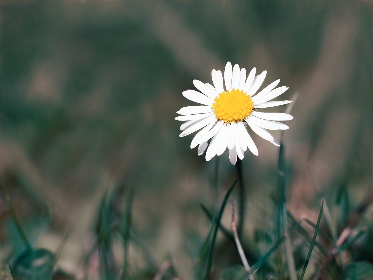 daisy  flower  meadow free photo