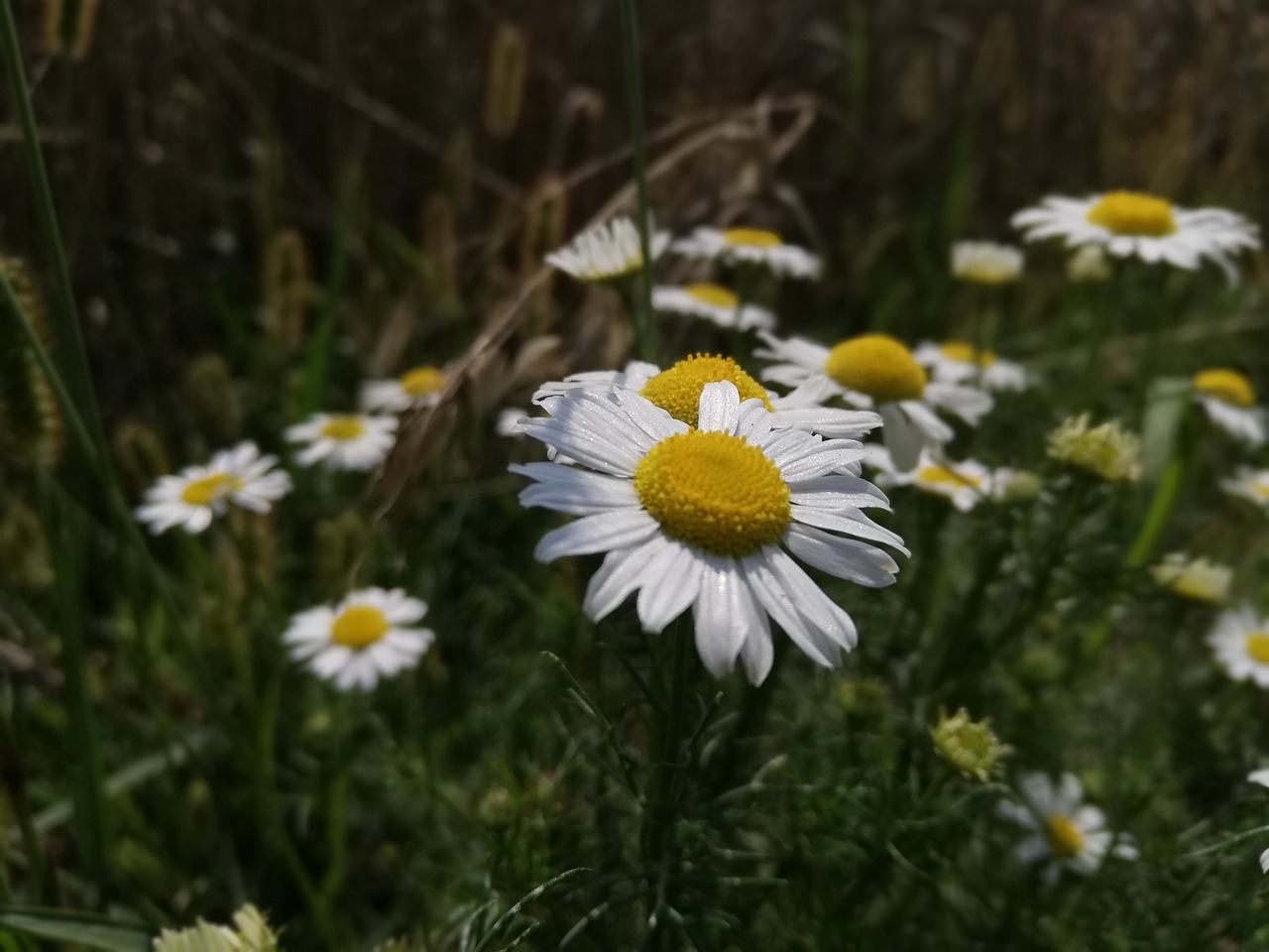 daisy  meadow  flowers free photo