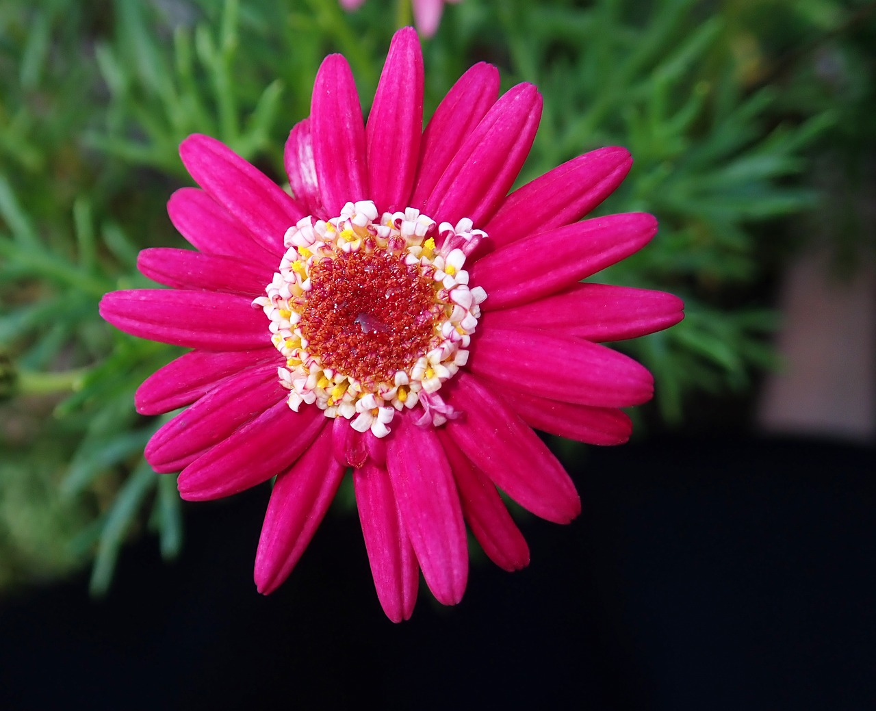 daisy  flower  bright free photo