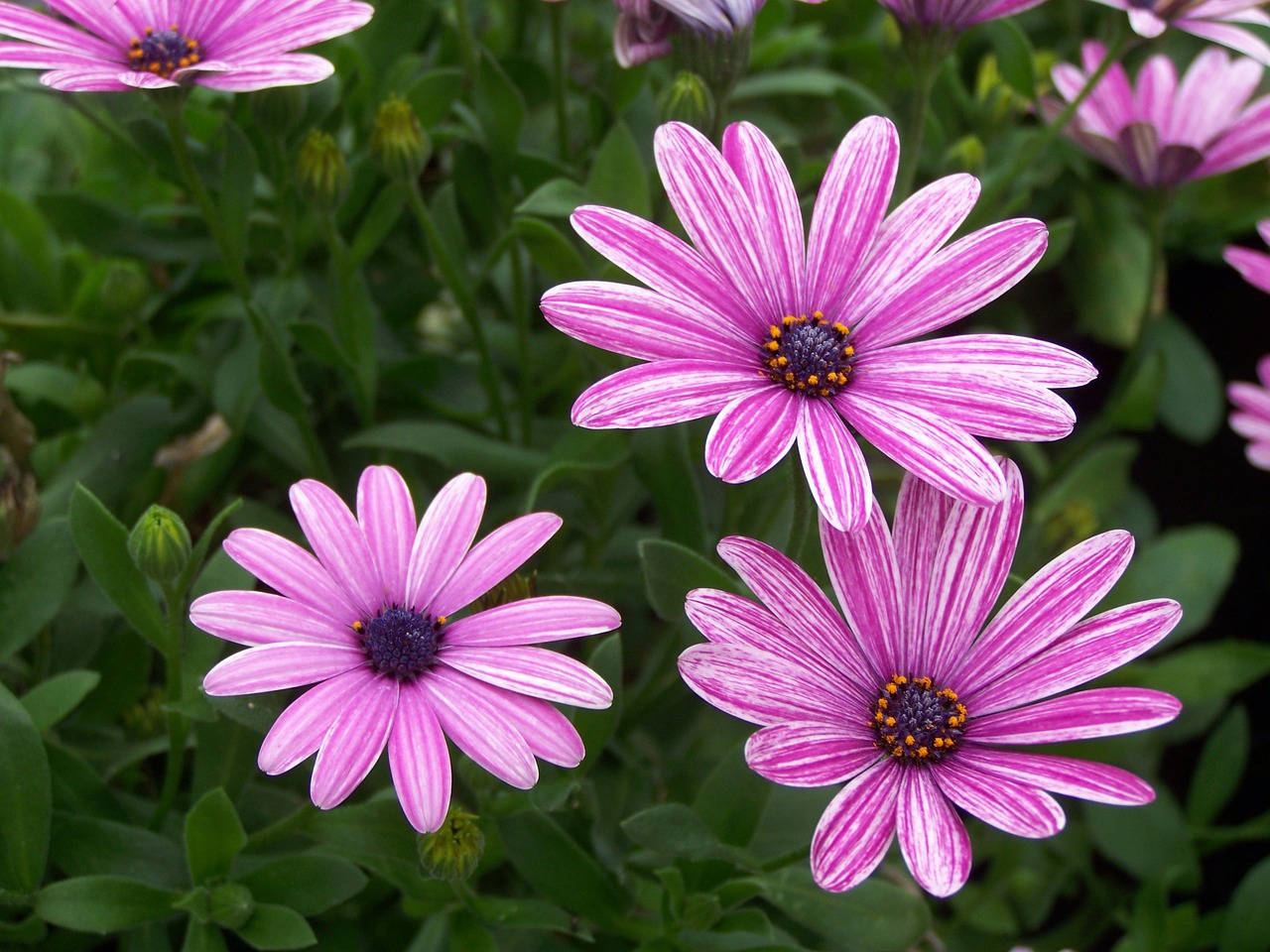 daisy  daisies  purple free photo