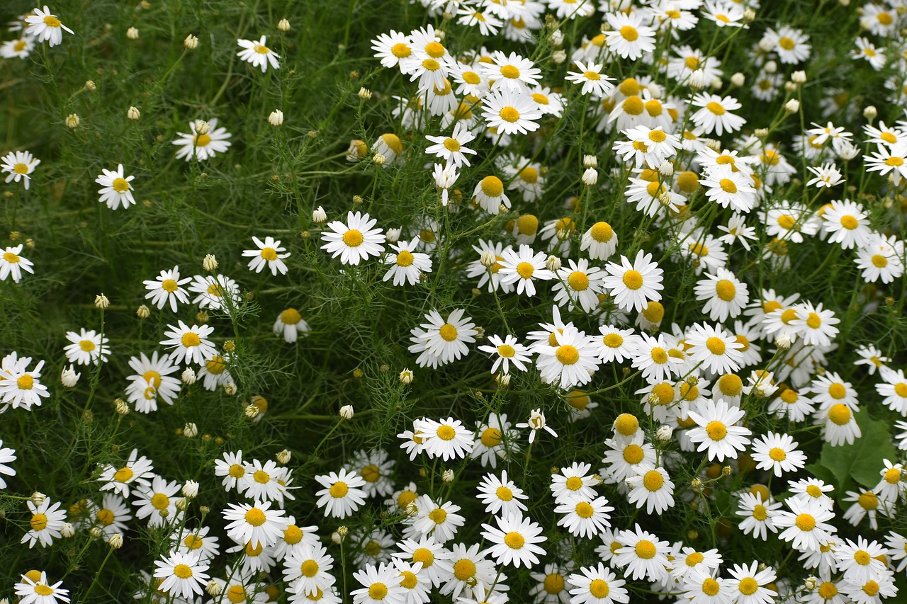 daisy  drug  chamomile free photo