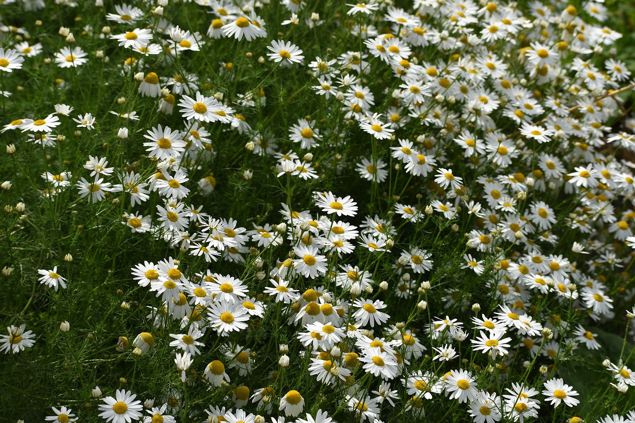 daisy  drug  chamomile free photo