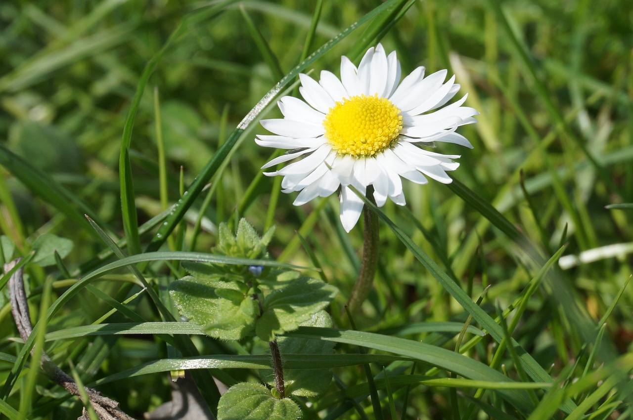 daisy  simple  sunny free photo