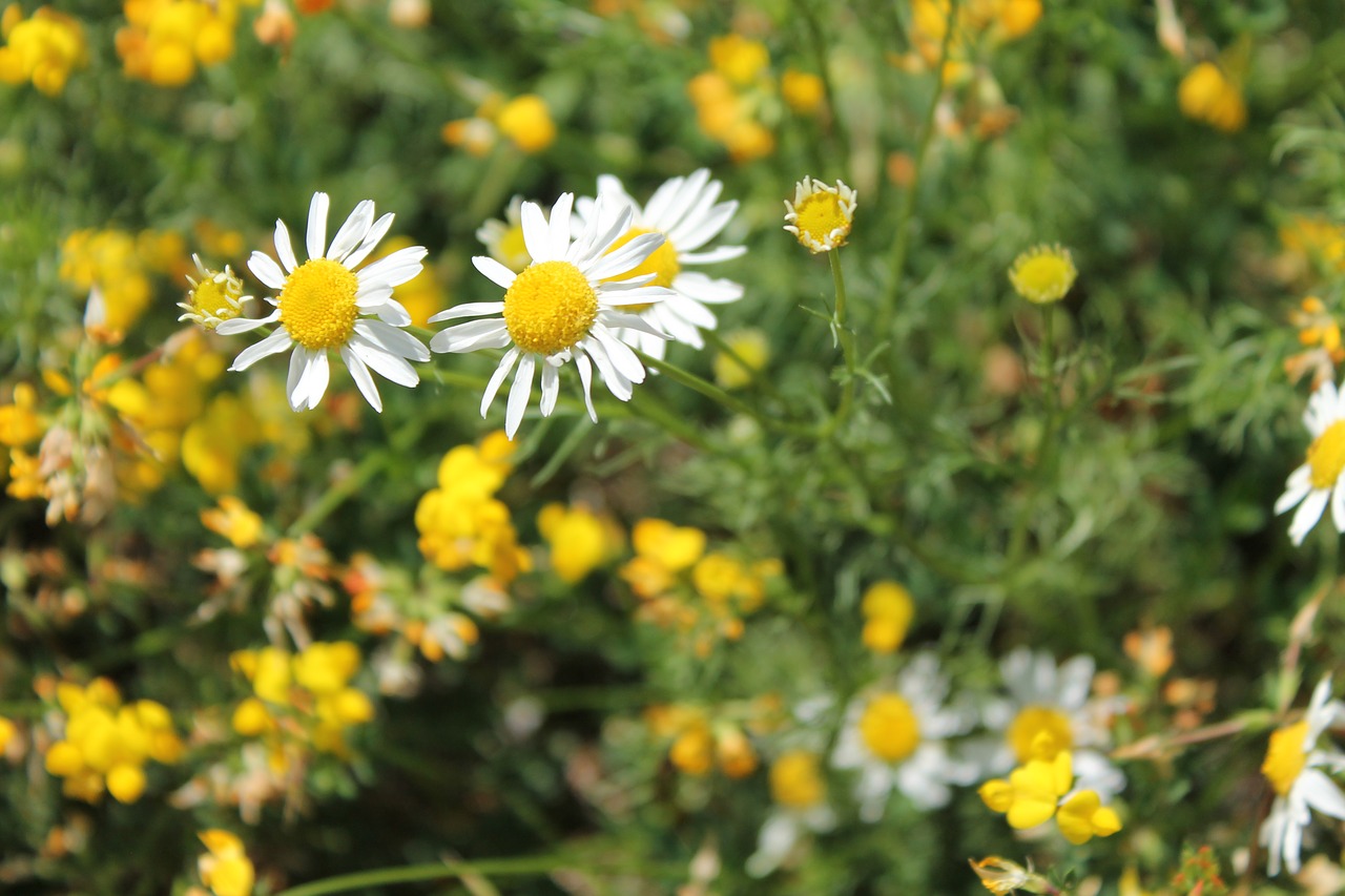 daisy  yellow  white free photo