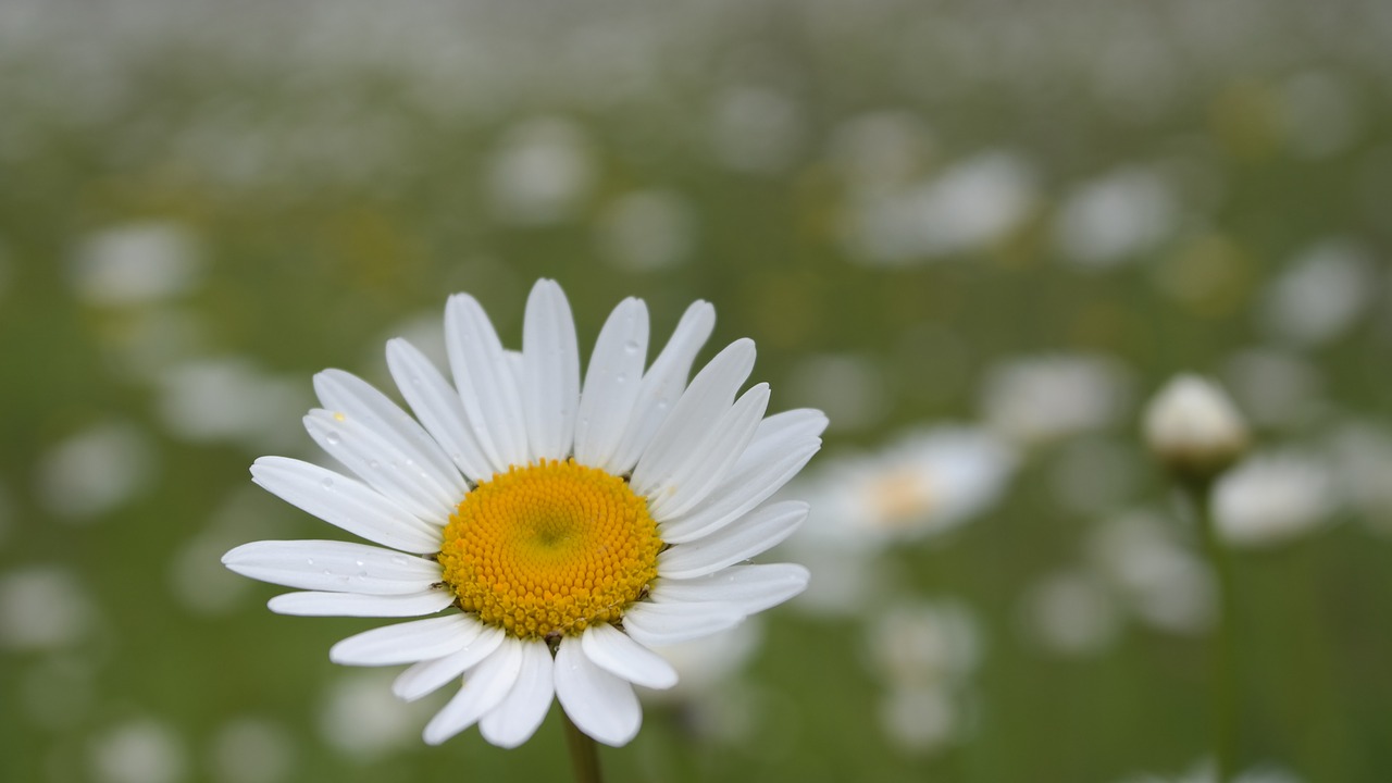 daisy  macro  field free photo