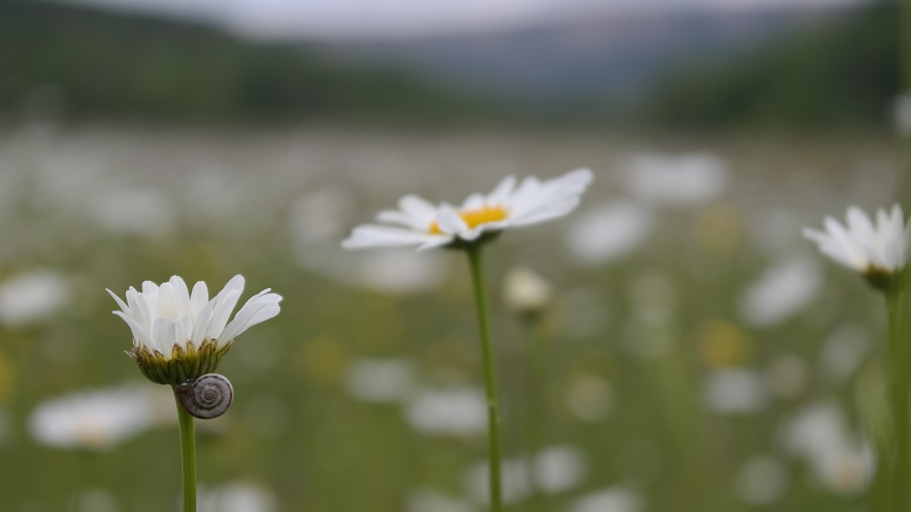 daisy  macro  field free photo