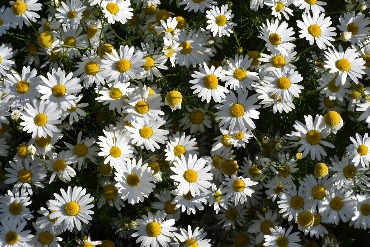daisy  drug  flowers free photo