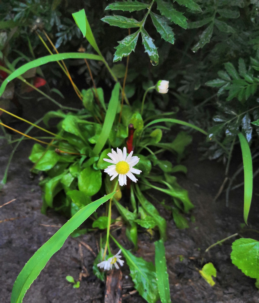 daisy  flower  weak free photo