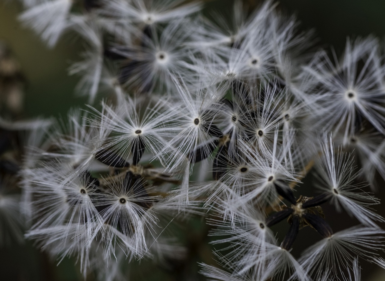 daisy  dandelion  flowers free photo