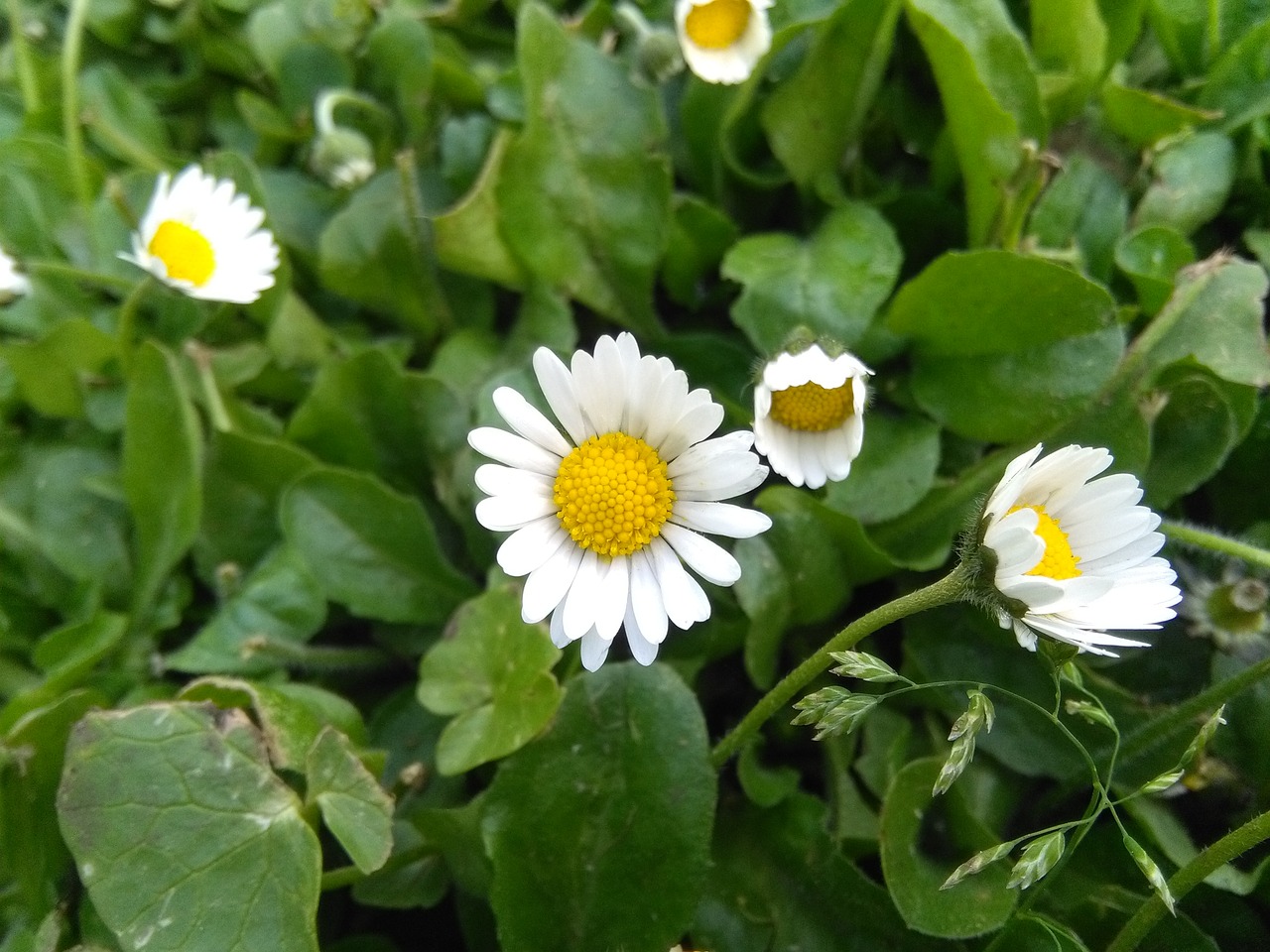 daisy  flower  daisies free photo